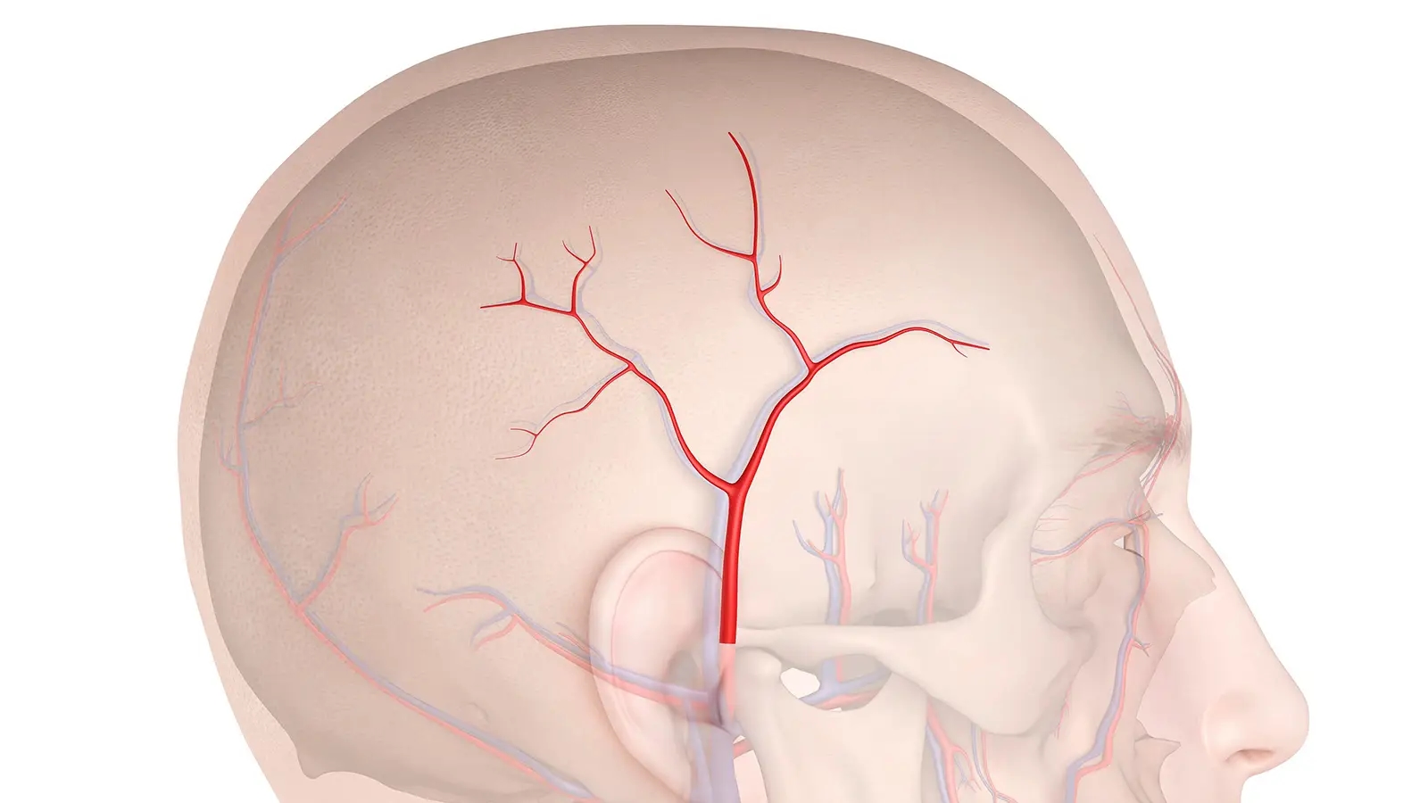 Temporal Artery Biopsy